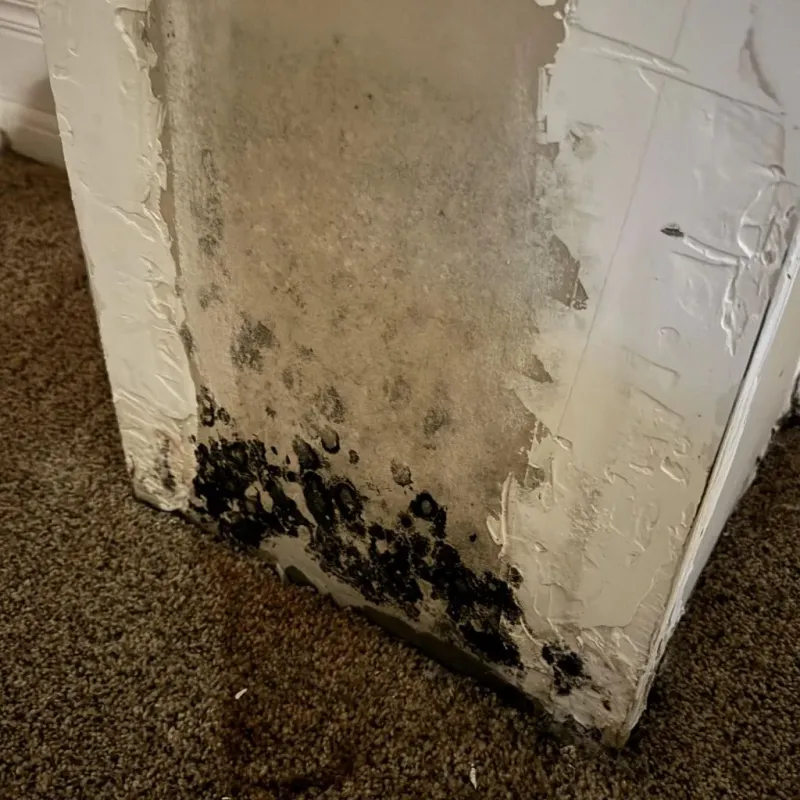 Professional Mold Removal in Durham, NH